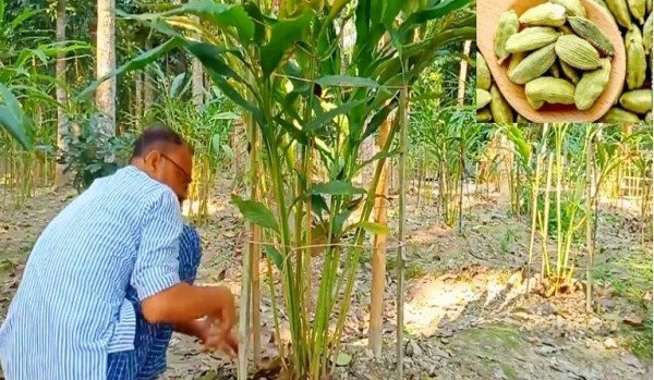 এলাচ চাষে সফল বেনাপোলের শাহজাহান এলাচ চাষে সফল বেনাপোলের শাহজাহান